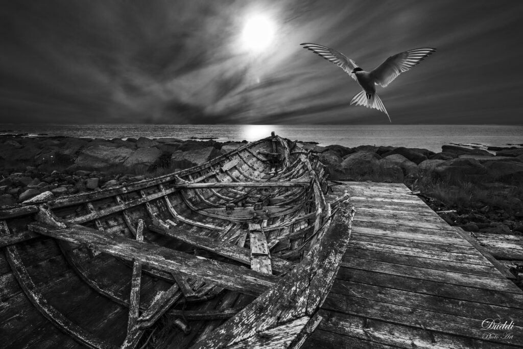 Old boat arctic tern