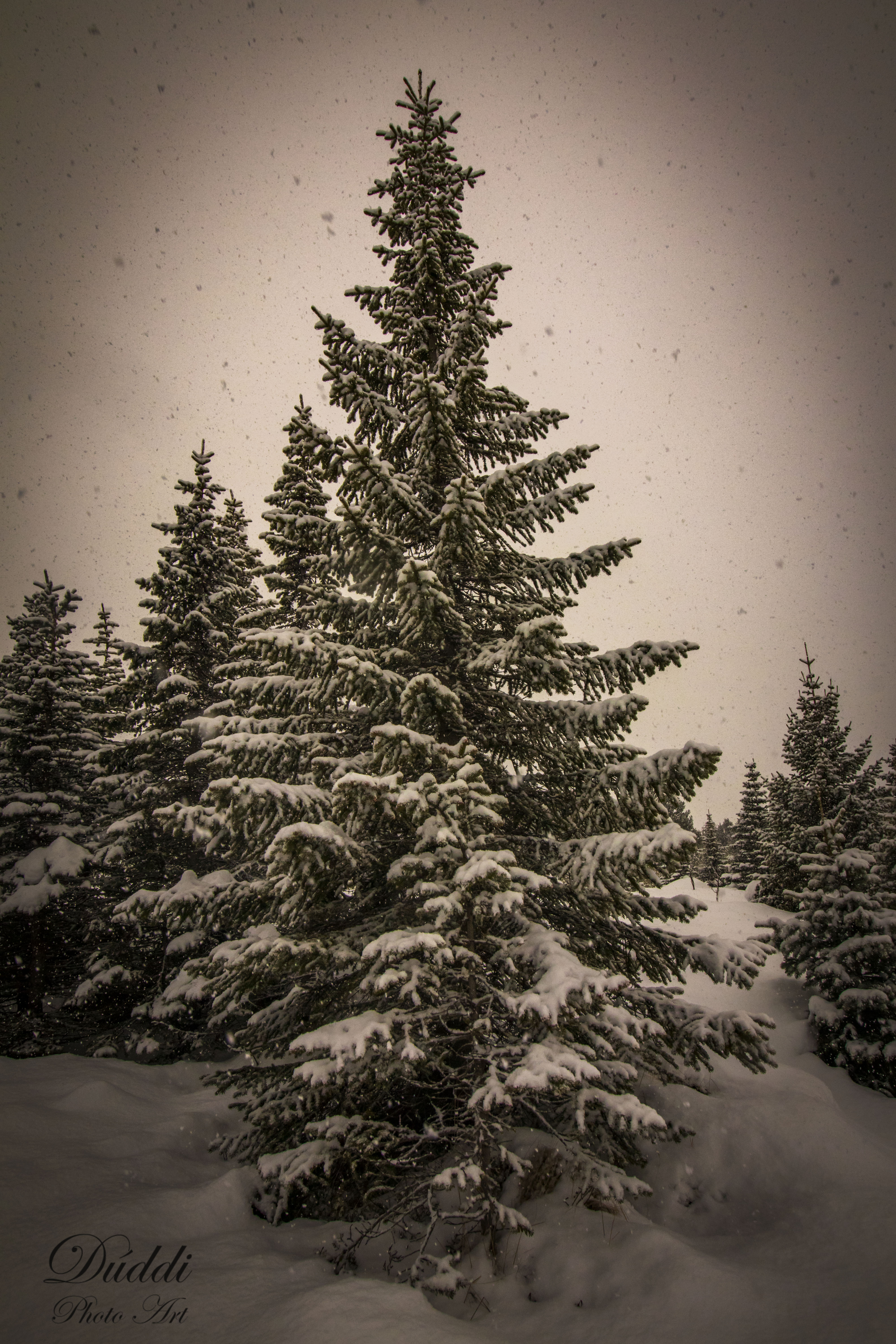 Tree in winter